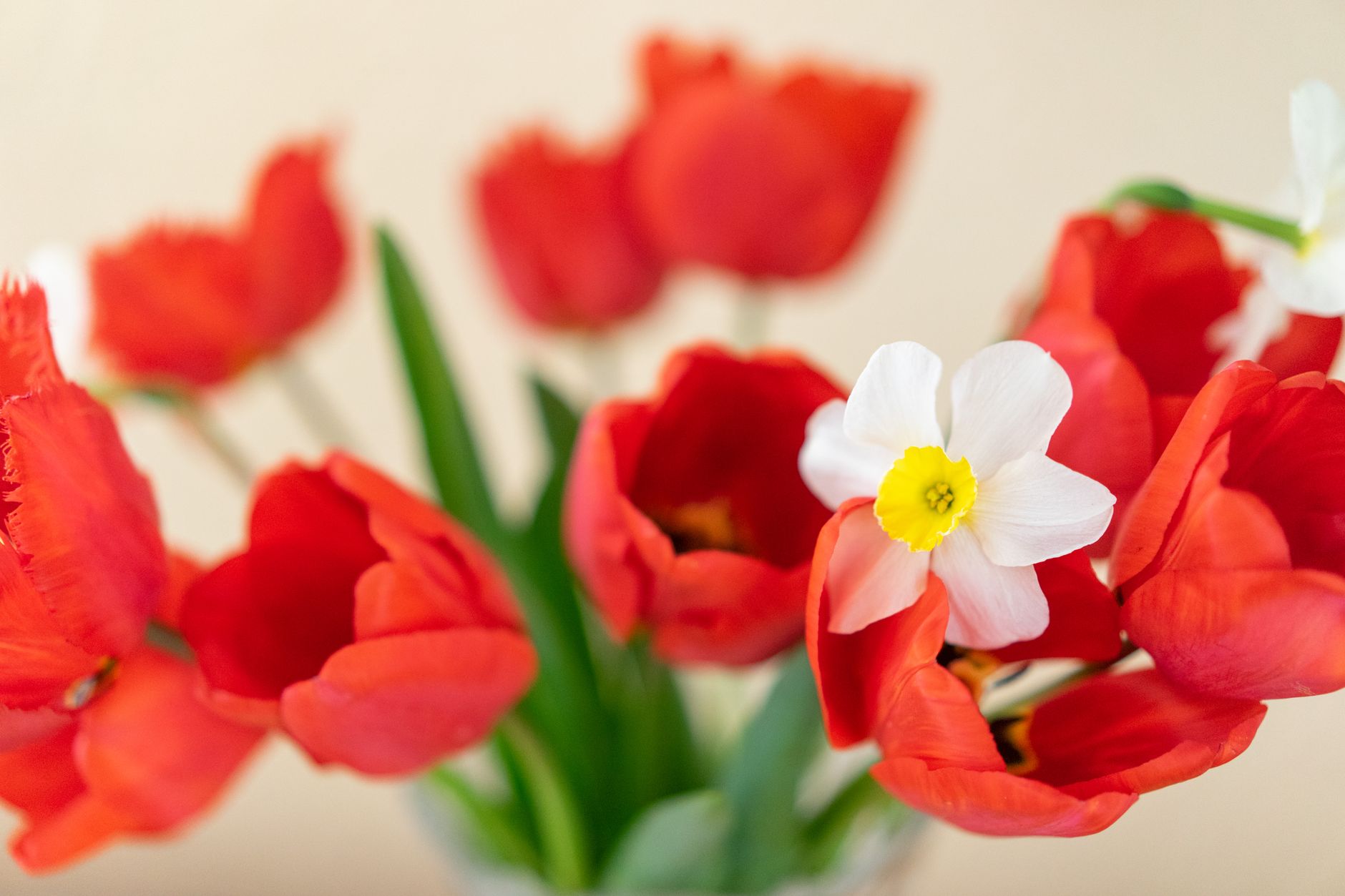 Tulipány, narcisy a krokusy: jesenná výsadba cibuľovín