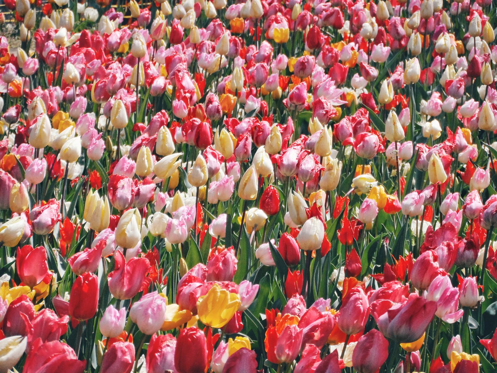 Cibuľky tulipánov Jarná lúka